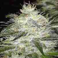 White-Widow