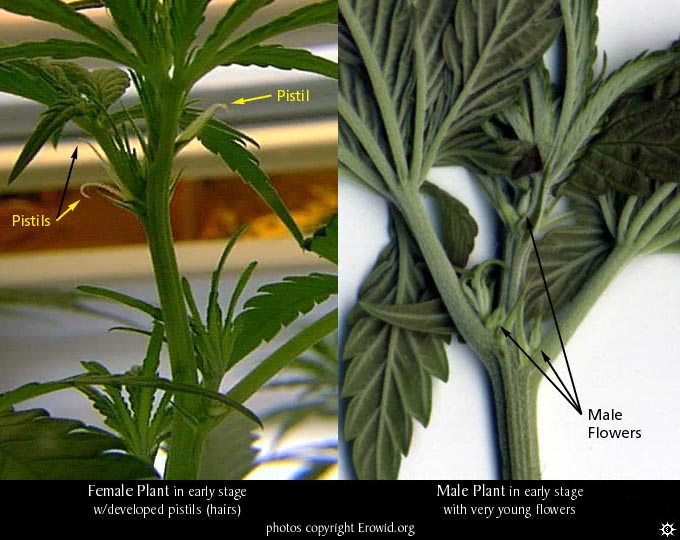 female and male marijuana plant pictures
