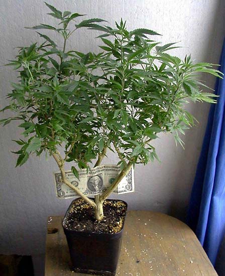 Mother plant for making clones