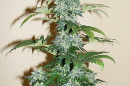 Black Domina Plant