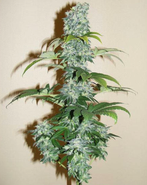 Black Domina Plant