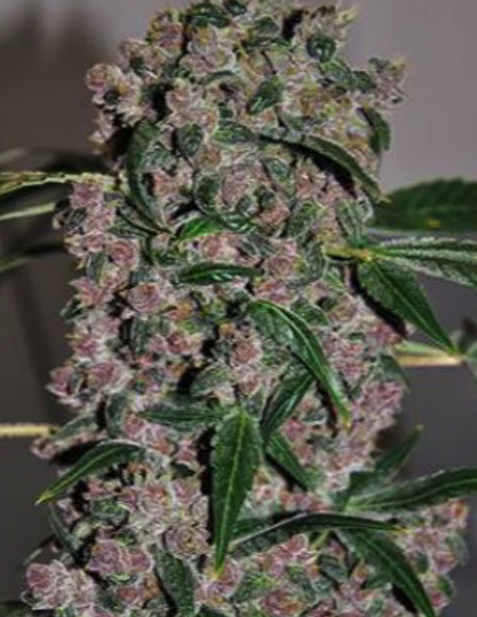 GIRL SCOUT COOKIES SEEDS (20 SEEDS)
