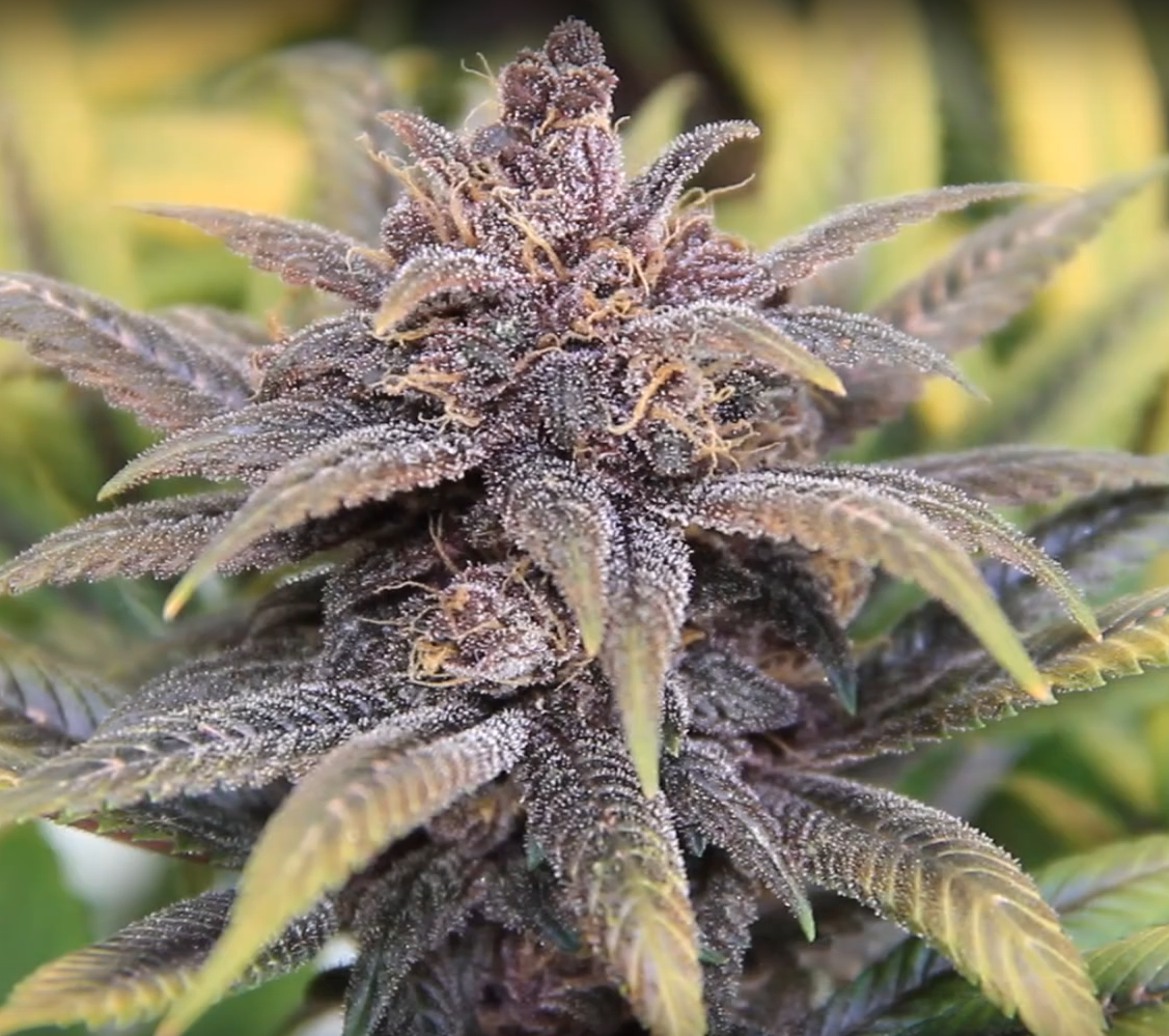 weed seeds for sale uk marijuana seeds for sale weed seeds for sale uk marijuana seeds for sale
