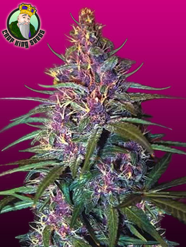 Purple Kush Blooming