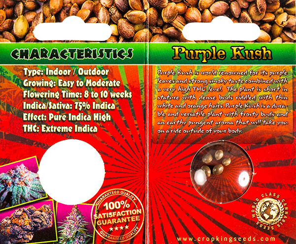 Purple Kush seeds 