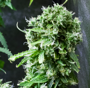 Black Jack strain