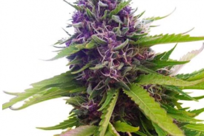 Blueberry Feminized Seeds