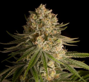 Critical Kush Seeds