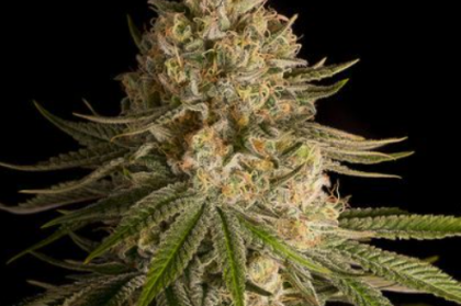 Critical Kush Seeds