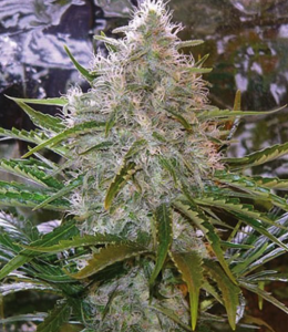 Critical Mass Seeds