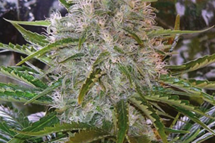 Critical Mass Seeds