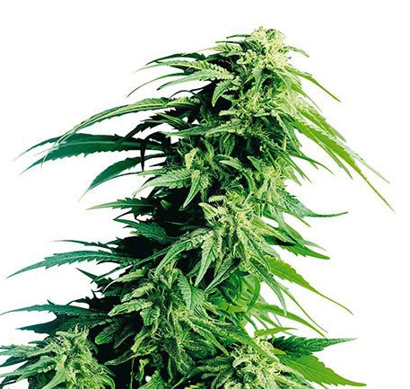 HINDU KUSH SEEDS