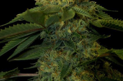 Holy Grail Kush Seeds