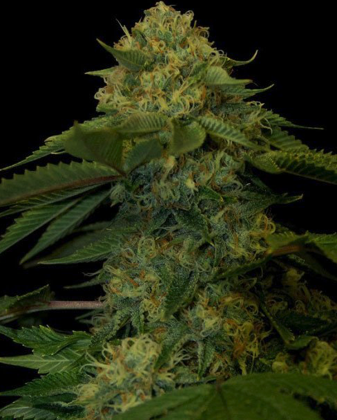 Holy Grail Kush Seeds