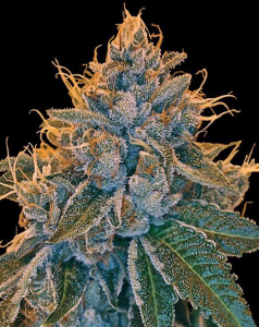 Kosher Kush Seeds