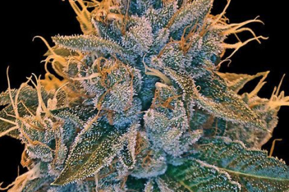 Kosher Kush Seeds