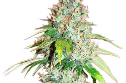 Master Kush Seeds