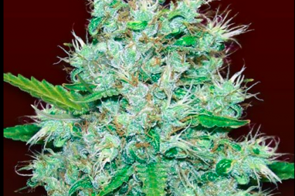 Orange Kush Feminized