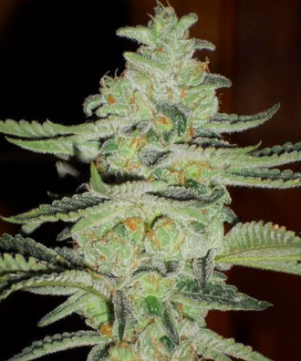 Cotton Candy Seeds from Dutchseedsshop