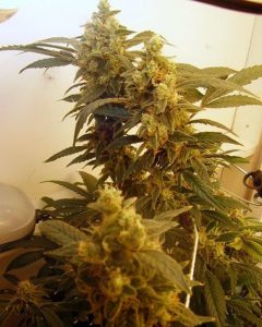 colombian-gold-seeds-marijuana-seeds-nl