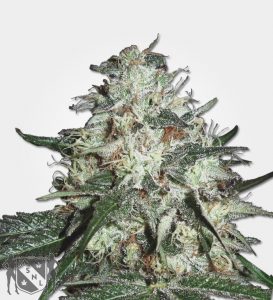 cotton-candy-seeds marijuana-seeds nl