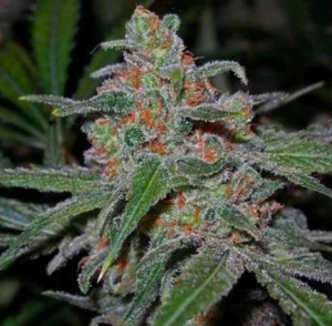 Lemon Skunk Seeds