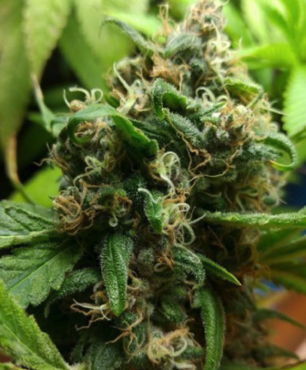 CANNATONIC Seeds bud picture
