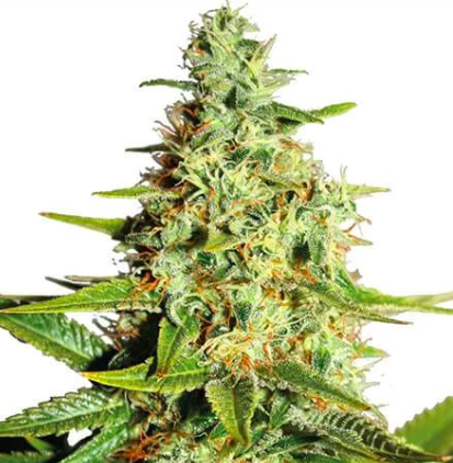 Afghan feminized seeds