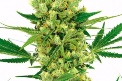 Amnesia Haze feminized seeds