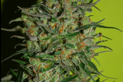 Monster Seeds Feminized