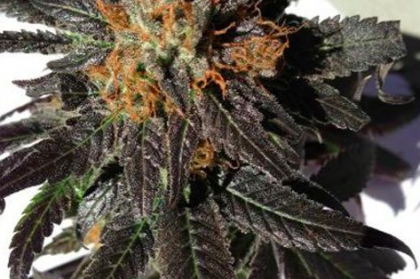 Phantom Cookies Feminized Seeds (10 seeds)