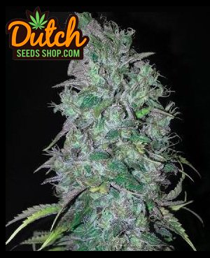 Pineapple Kush Feminized (10 seeds)