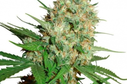 Trainwreck Marijuana Seeds