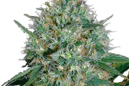 White Rhino (fem)