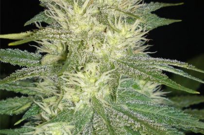 White Russian Seeds