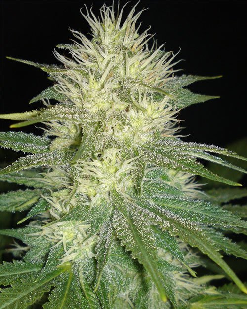 White Russian Seeds