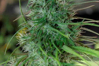 Willie Nelson Marijuana Seeds