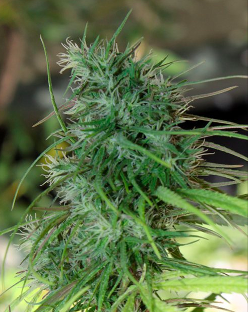 Willie Nelson Marijuana Seeds