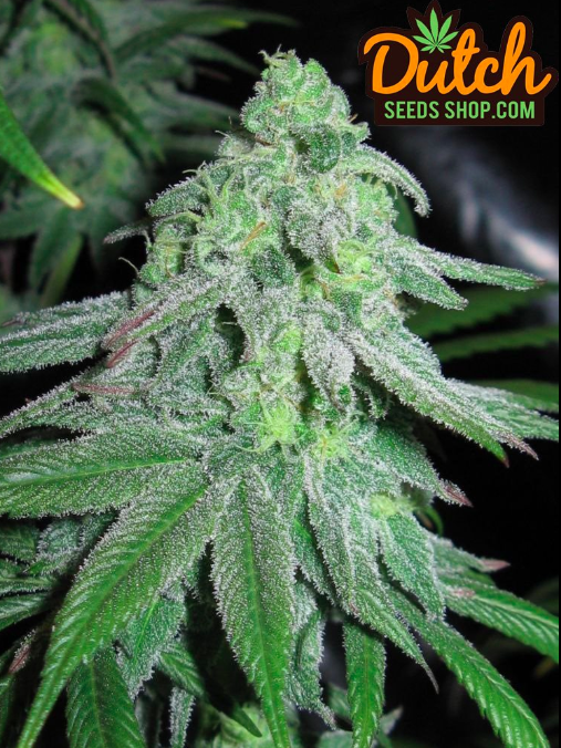 Wonder Woman Seeds Marijuana